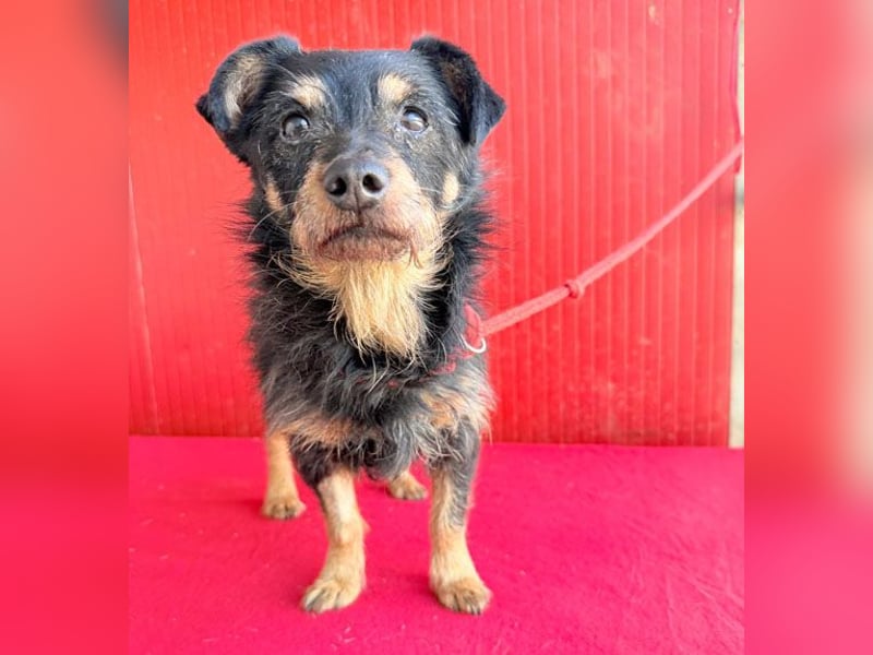 ❤️❤️❤️ süßer kleiner FRIDOLIN - 6 Jahre, 25cm/5kg - Mini-Mix