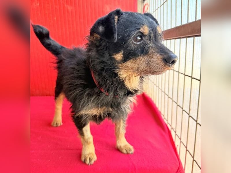 ❤️❤️❤️ süßer kleiner FRIDOLIN - 6 Jahre, 25cm/5kg - Mini-Mix