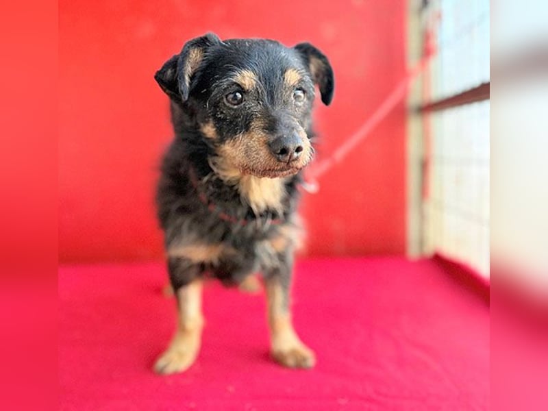 ❤️❤️❤️ süßer kleiner FRIDOLIN - 6 Jahre, 25cm/5kg - Mini-Mix