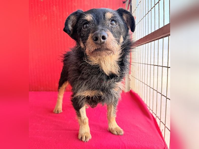 ❤️❤️❤️ süßer kleiner FRIDOLIN - 6 Jahre, 25cm/5kg - Mini-Mix