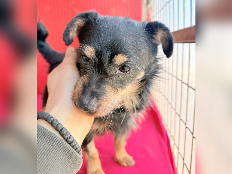 ❤️❤️❤️ süßer kleiner FRIDOLIN - 6 Jahre, 25cm/5kg - Mini-Mix