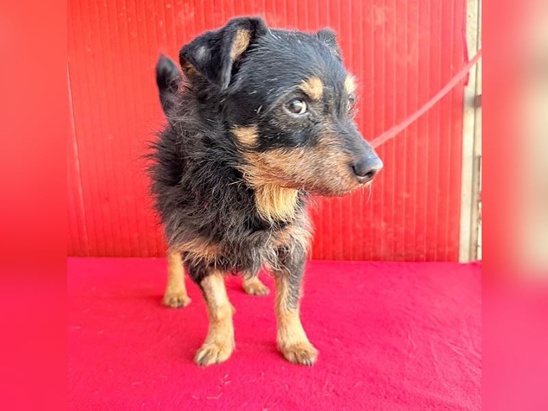 ❤️❤️❤️ süßer kleiner FRIDOLIN - 6 Jahre, 25cm/5kg - Mini-Mix