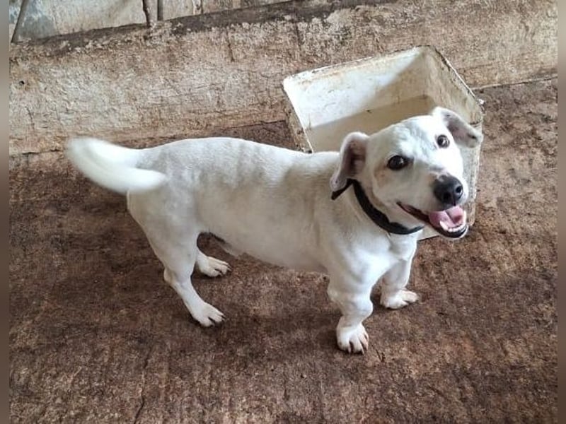 Josef, geb. ca. 10/2023, lebt in GRIECHENLAND, auf einer privaten Pflegestelle