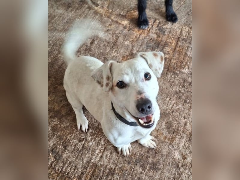 Josef, geb. ca. 10/2023, lebt in GRIECHENLAND, auf einer privaten Pflegestelle