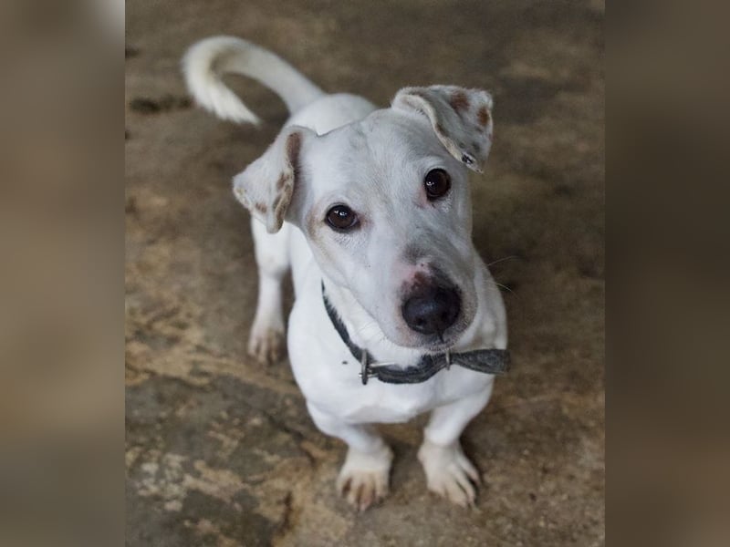 Josef, geb. ca. 10/2023, lebt in GRIECHENLAND, auf einer privaten Pflegestelle