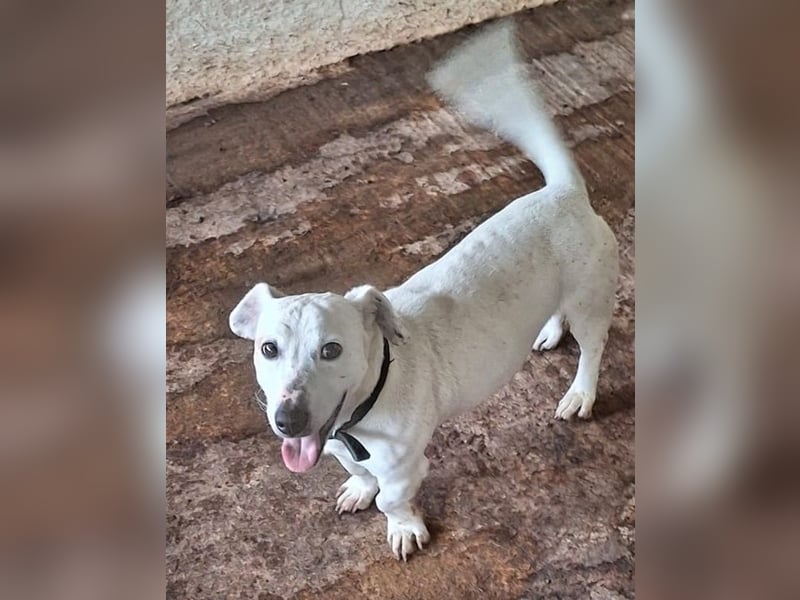 Josef, geb. ca. 10/2023, lebt in GRIECHENLAND, auf einer privaten Pflegestelle