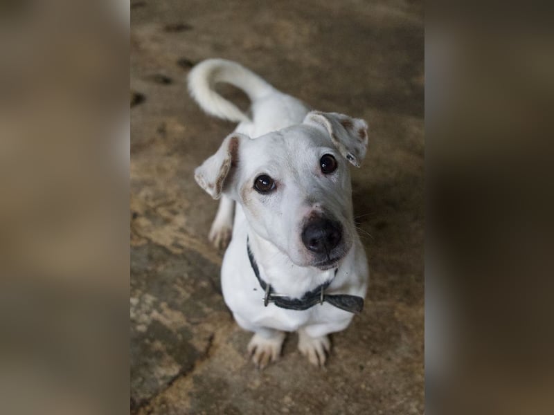 Josef, geb. ca. 10/2023, lebt in GRIECHENLAND, auf einer privaten Pflegestelle