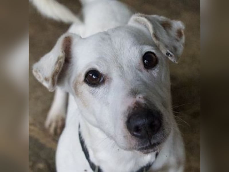 Josef, geb. ca. 10/2023, lebt in GRIECHENLAND, auf einer privaten Pflegestelle