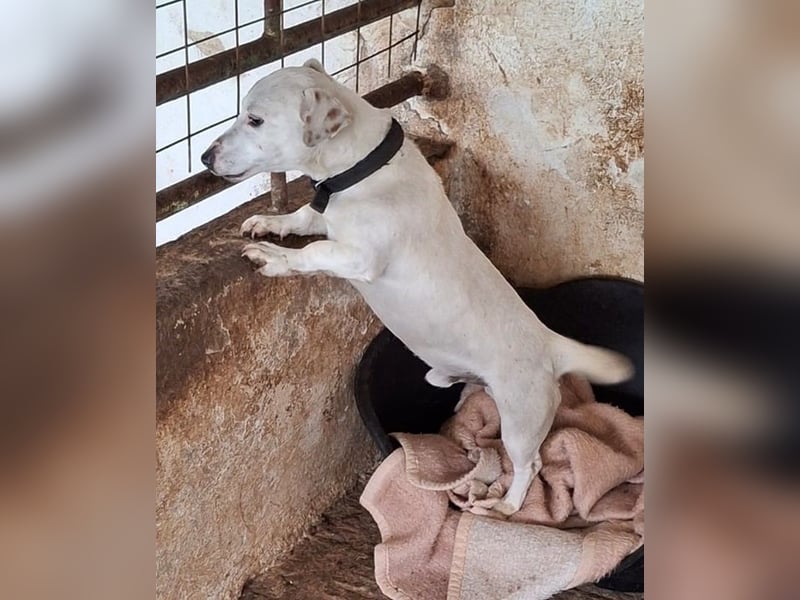 Josef, geb. ca. 10/2023, lebt in GRIECHENLAND, auf einer privaten Pflegestelle