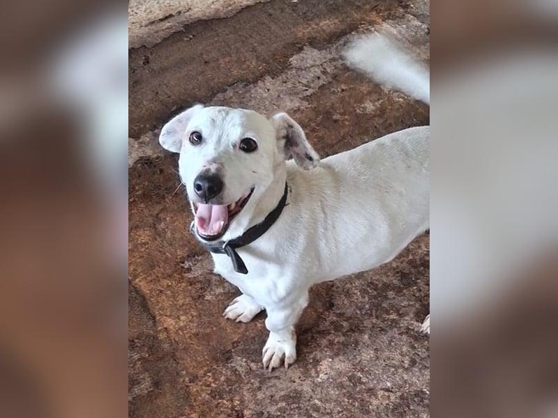 Josef, geb. ca. 10/2023, lebt in GRIECHENLAND, auf einer privaten Pflegestelle