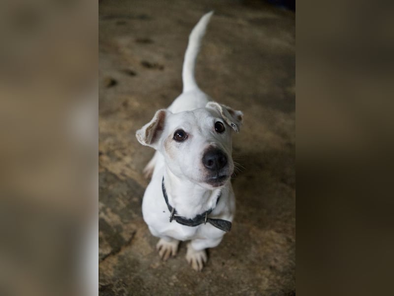 Josef, geb. ca. 10/2023, lebt in GRIECHENLAND, auf einer privaten Pflegestelle