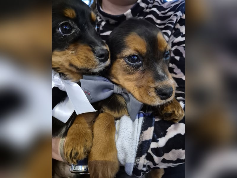 Wunderschöne Welpen