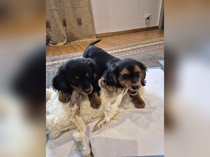 Wunderschöne Welpen