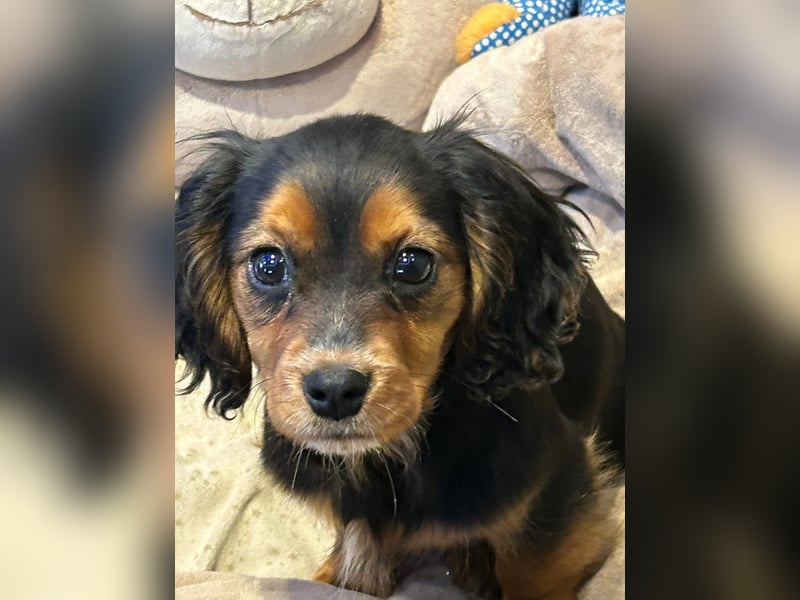 Wunderschöne Welpen