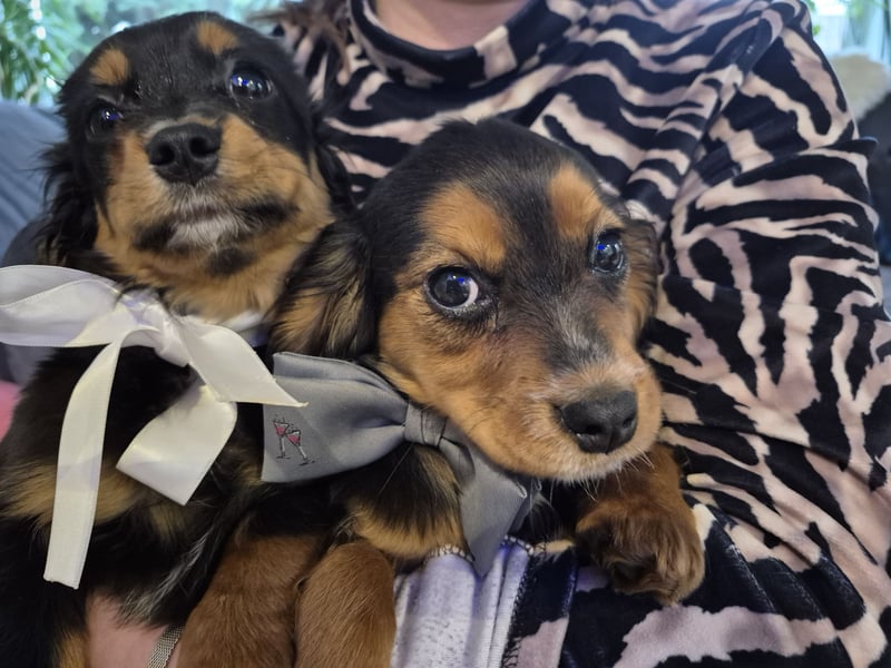 Wunderschöne Welpen