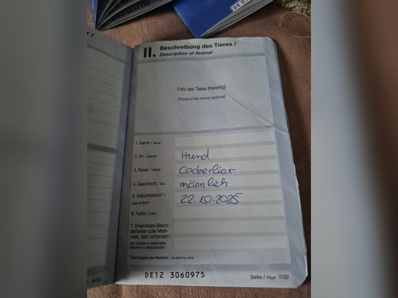 Wunderschöne Welpen