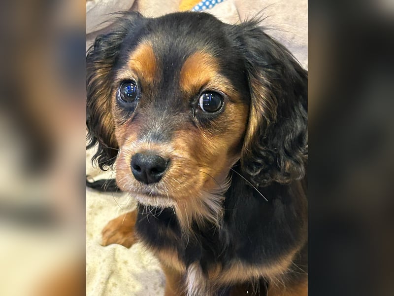 Wunderschöne Welpen