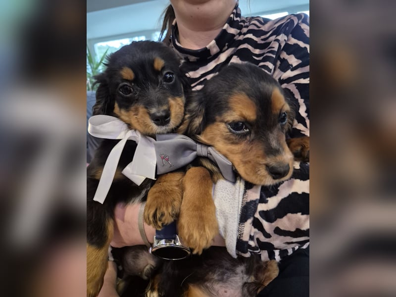 Wunderschöne Welpen