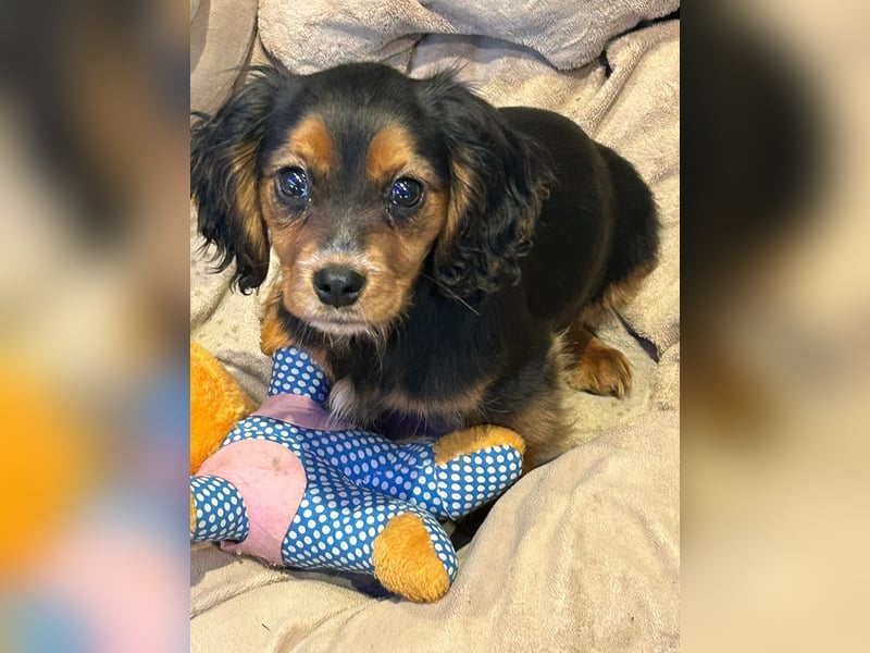 Wunderschöne Welpen