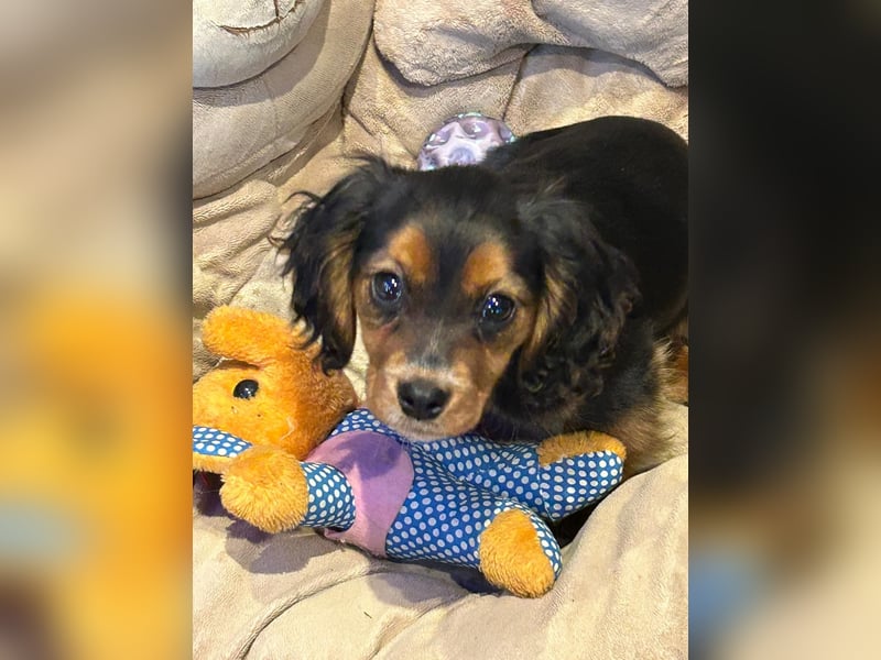 Wunderschöne Welpen