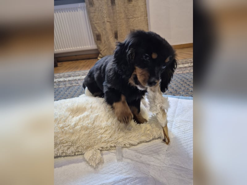 Wunderschöne Welpen