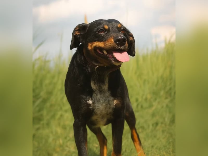 MATYI - Kleinbleibende, gebrochene Seele sucht Neuanfang