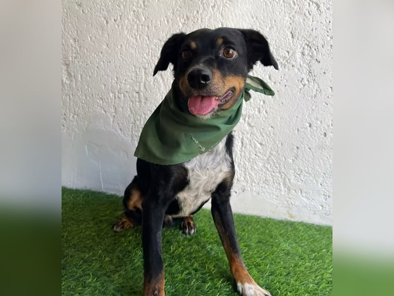 MATYI - Kleinbleibende, gebrochene Seele sucht Neuanfang