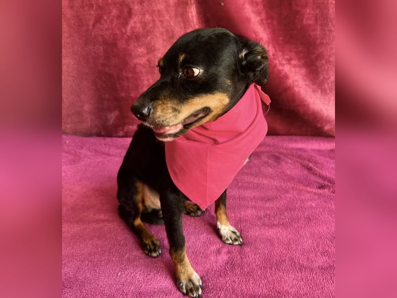 MATYI - Kleinbleibende, gebrochene Seele sucht Neuanfang