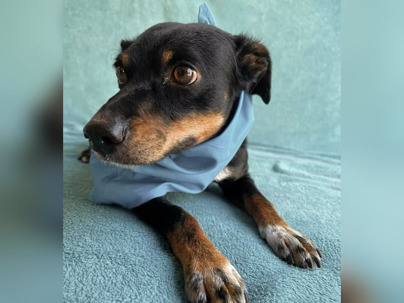 MATYI - Kleinbleibende, gebrochene Seele sucht Neuanfang