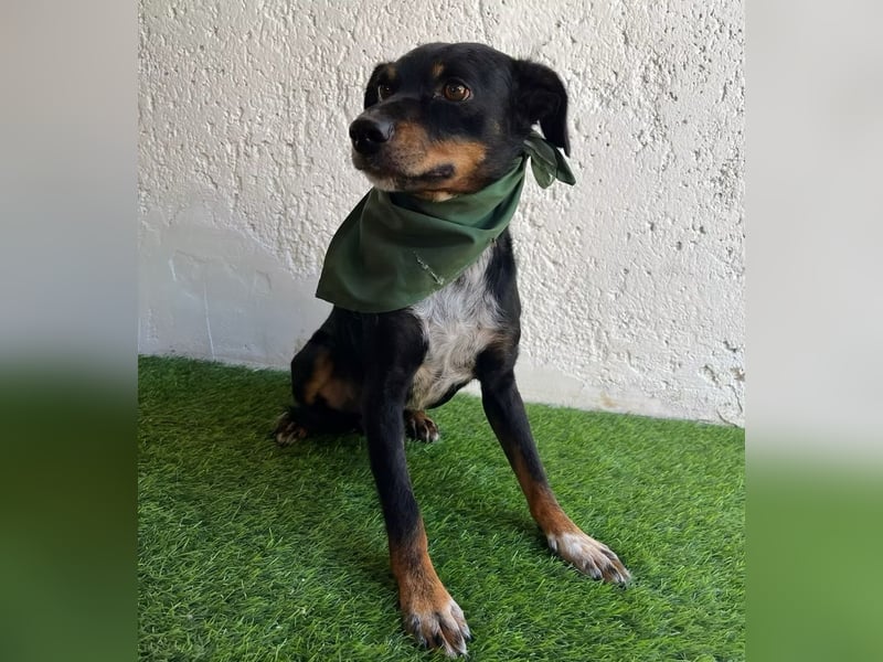 MATYI - Kleinbleibende, gebrochene Seele sucht Neuanfang