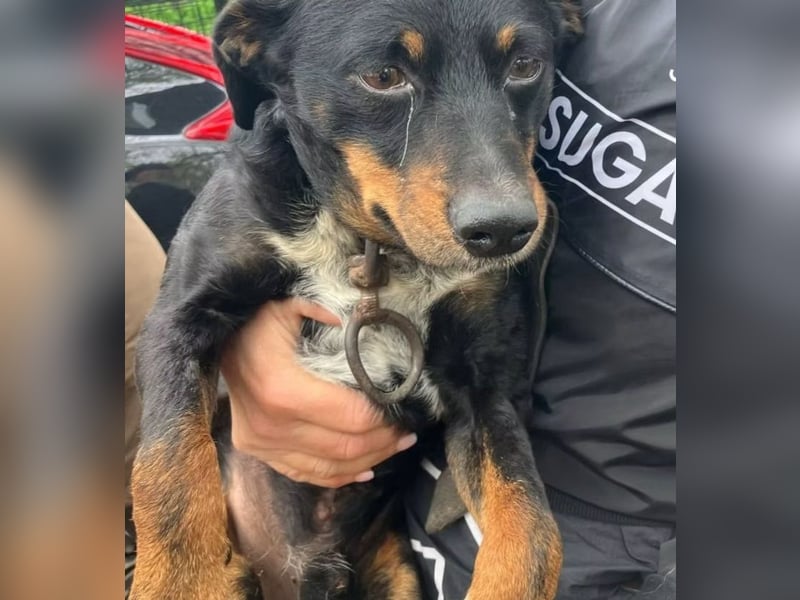 MATYI - Kleinbleibende, gebrochene Seele sucht Neuanfang