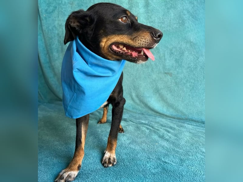 MATYI - Kleinbleibende, gebrochene Seele sucht Neuanfang