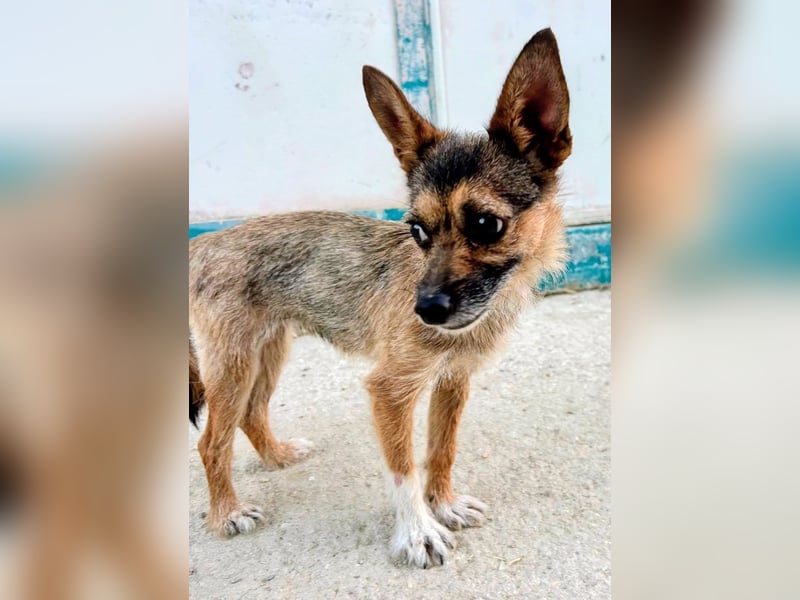 Mamba ,kleines Zottelmädchen mit großen Ohren sucht Menschen mit Herz und Geduld