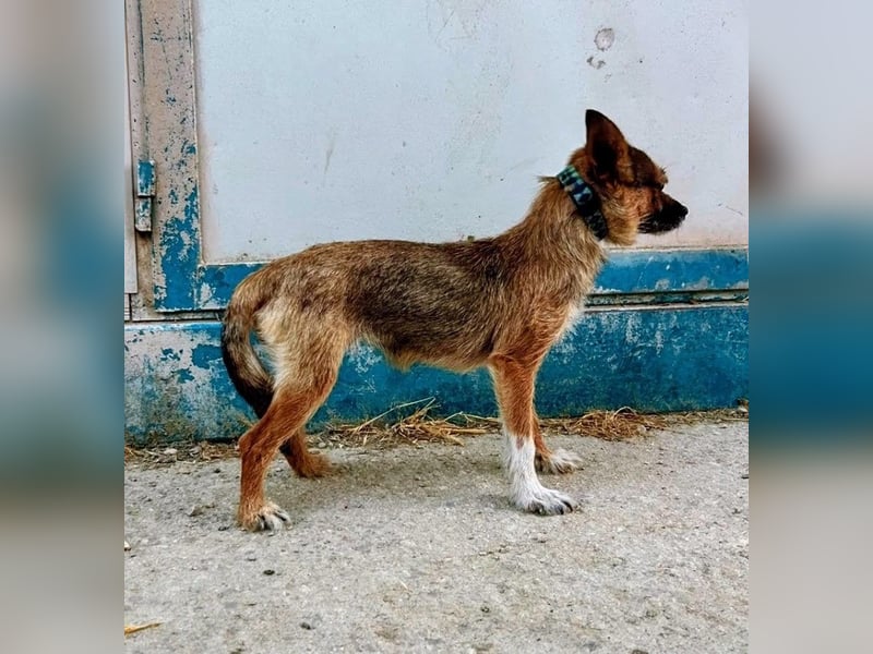 Mamba ,kleines Zottelmädchen mit großen Ohren sucht Menschen mit Herz und Geduld