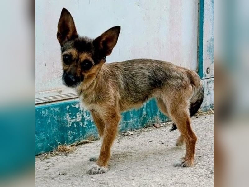 Mamba ,kleines Zottelmädchen mit großen Ohren sucht Menschen mit Herz und Geduld
