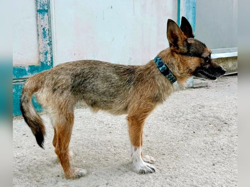 Mamba ,kleines Zottelmädchen mit großen Ohren sucht Menschen mit Herz und Geduld