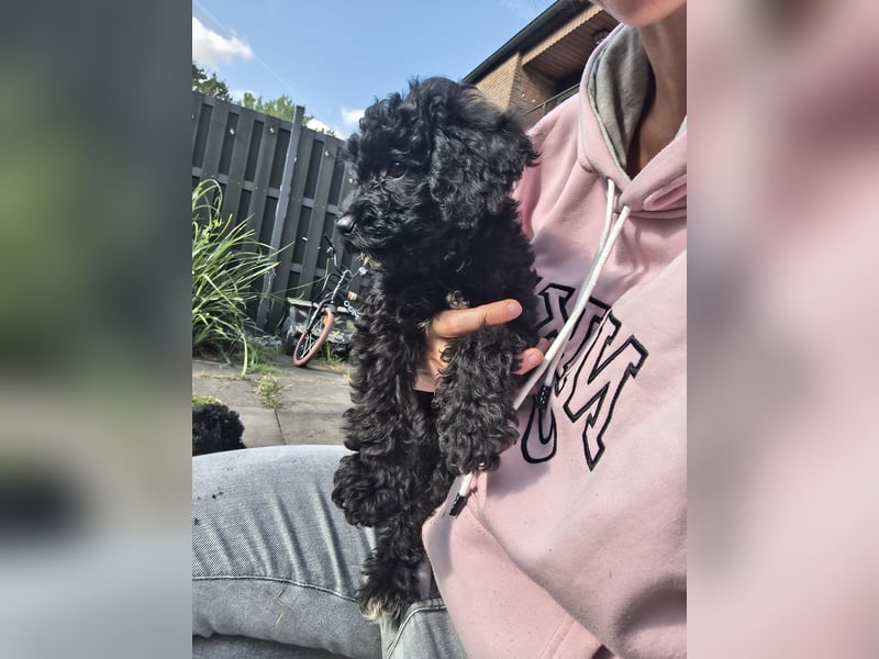 Pudel Lagotto Mix Hündin