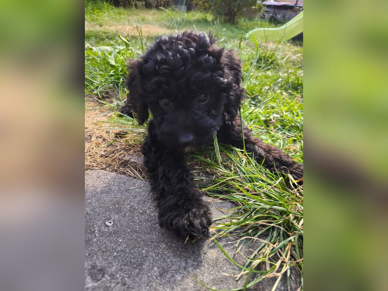 Pudel Lagotto Mix Hündin