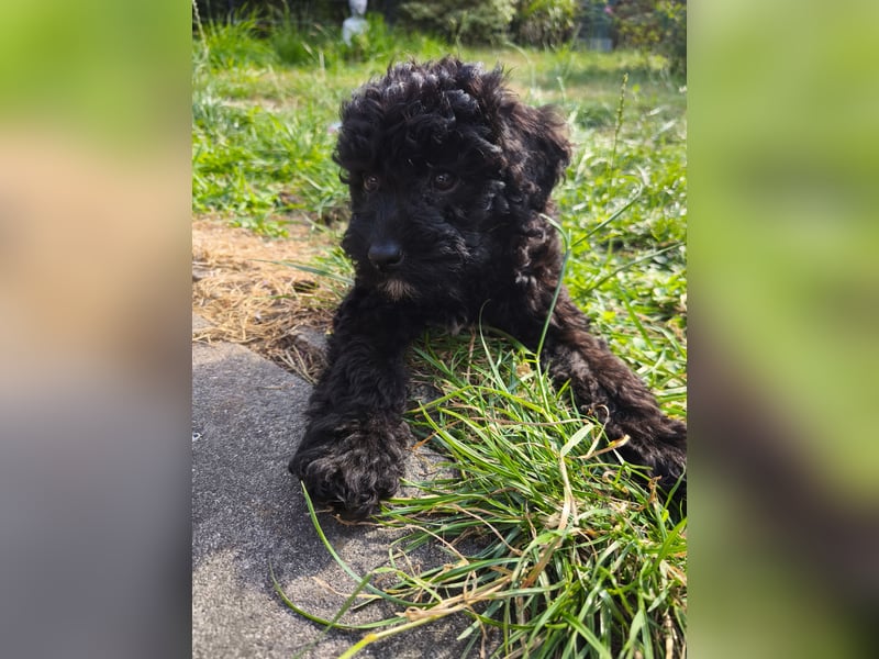 Pudel Lagotto Mix Hündin