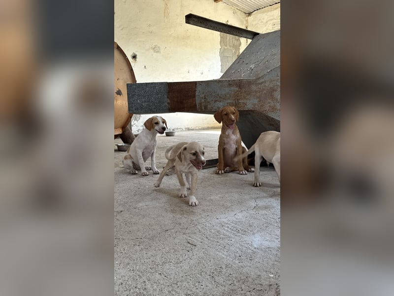 Mini Mischlingswelpe ELLIE sucht eine eigene Familie!
