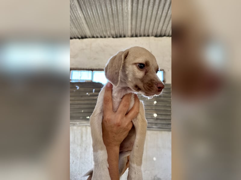 Mini Mischlingswelpe ELLIE sucht eine eigene Familie!