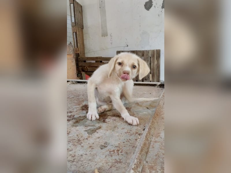 Mini Mischlingswelpe ELLIE sucht eine eigene Familie!