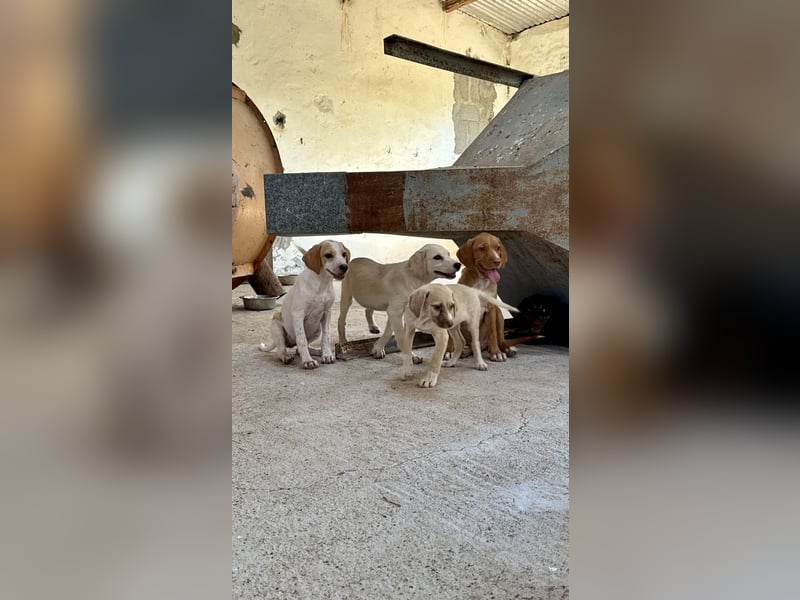 Kleiner Mischlingswelpe ASTERIX sucht ein eigenes Zuhause!