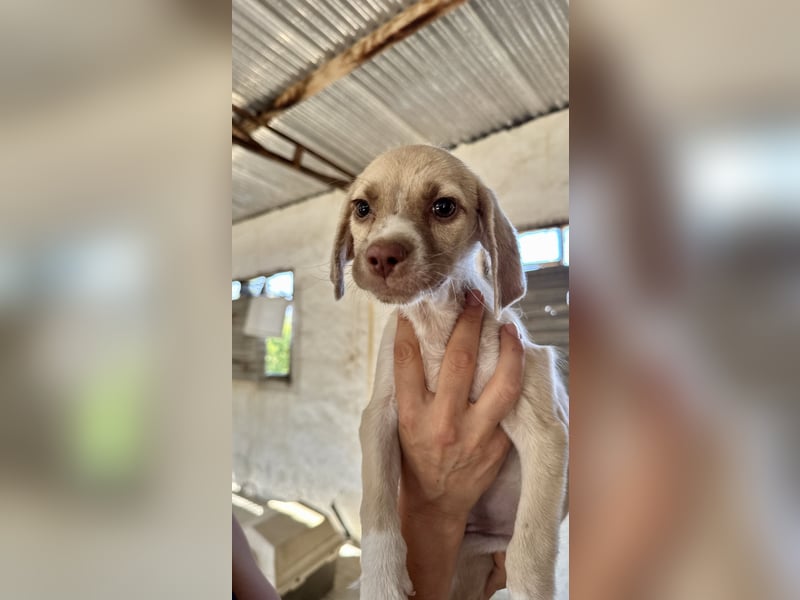 Mini Mischlingswelpe ELLIE sucht eine eigene Familie!