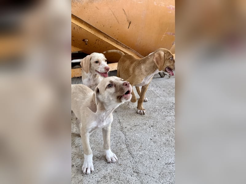 Mini Mischlingswelpe ELLIE sucht eine eigene Familie!