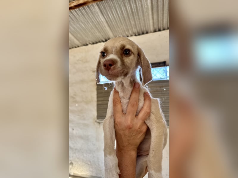 Mini Mischlingswelpe ELLIE sucht eine eigene Familie!