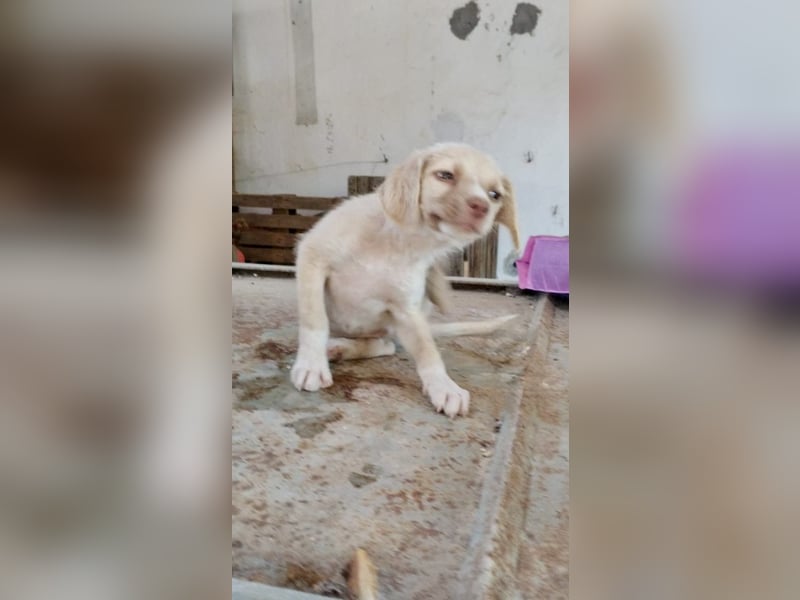Mini Mischlingswelpe ELLIE sucht eine eigene Familie!