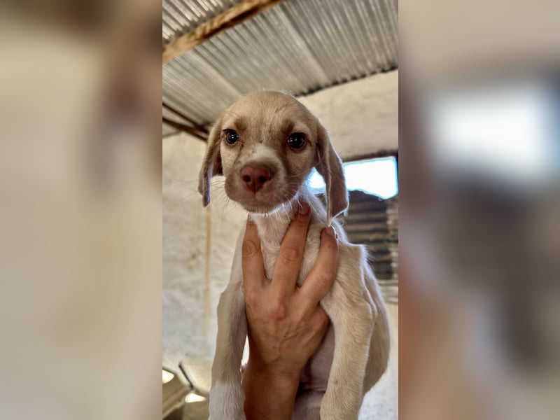 Mini Mischlingswelpe ELLIE sucht eine eigene Familie!