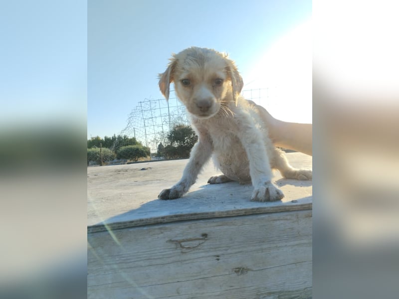 Mini Mischlingswelpe ELLIE sucht eine eigene Familie!