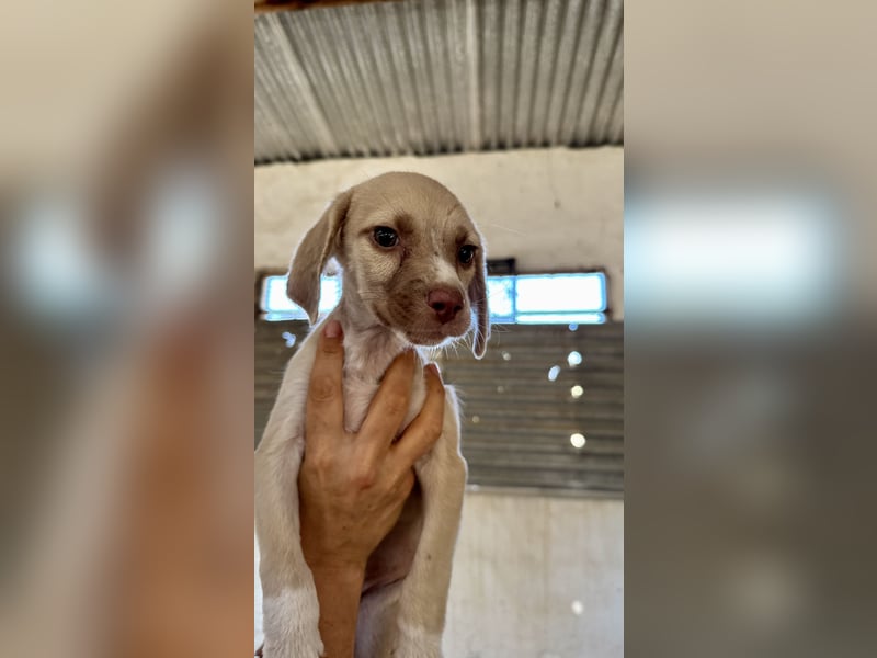Mini Mischlingswelpe ELLIE sucht eine eigene Familie!